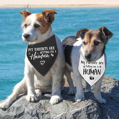 2 Packs My Parents are Getting Me a Human Gender Reveal Dog Bandana Pregnancy - Image 4