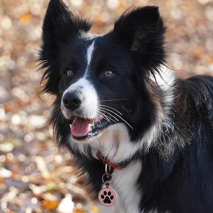 MYLUCKYTAG QR Code Pet ID | Personalized Dog & Cat Collar Tag | Online Profile - Image 3