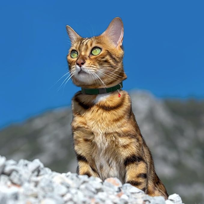 Breakaway Cat Collar Leather - Image 8