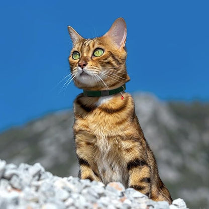 Breakaway Cat Collar Leather - Image 6