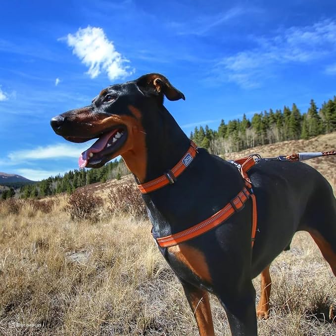 Coastal Pet K9 Explorer Reflective Adjustable Dog Collar - Image 3