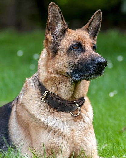 Joytale Genuine Leather Dog Collar - Image 2