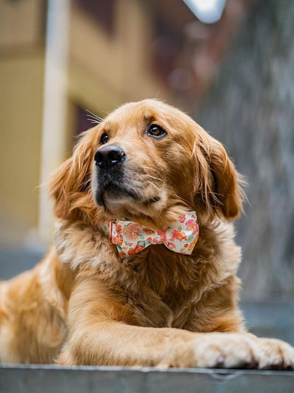 Elegant little tail Dog Collar - Image 4