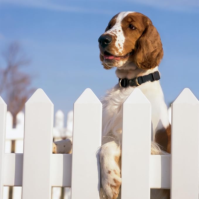 PetSafe KeepSafe Collar for Dogs - Image 3