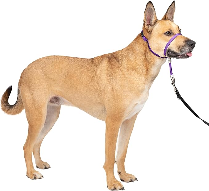 PetSafe Gentle Leader Headcollar No-Pull Dog Collar by PetSafe