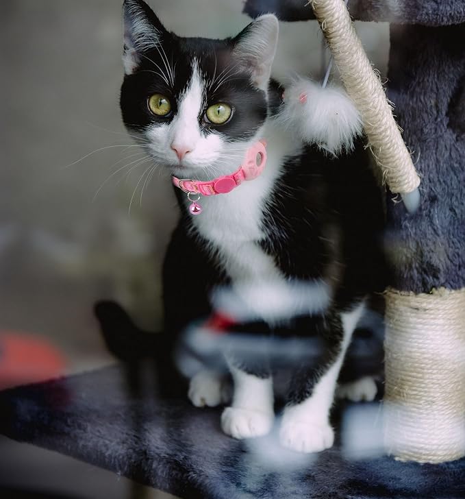 Breakaway Cat Collar with Airtag Holder, Safety Kitten Collar with Apple Airtag - Image 7