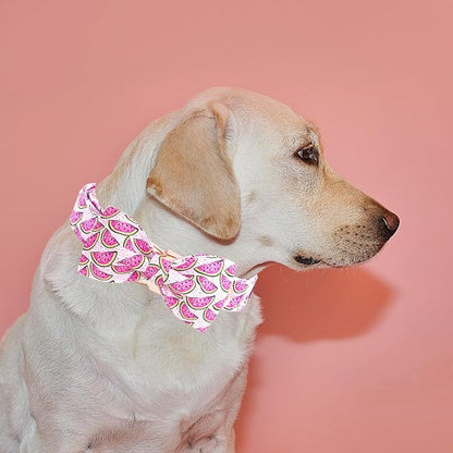 Elegant little tail Dog Collar, Watermelon Print Pet Collar Summer Dog Collar - Image 5