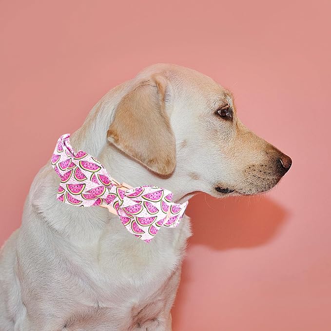 Elegant little tail Dog Collar, Watermelon Print Pet Collar Summer Dog Collar - Image 5