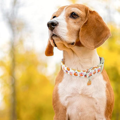 Faygarsle Fall Pumpkin Pattern Dog Collar - Image 6