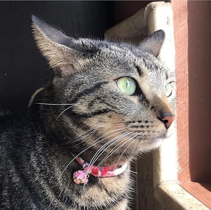 PetSoKoo Four-Leaf Clover Cat Collar - Image 6