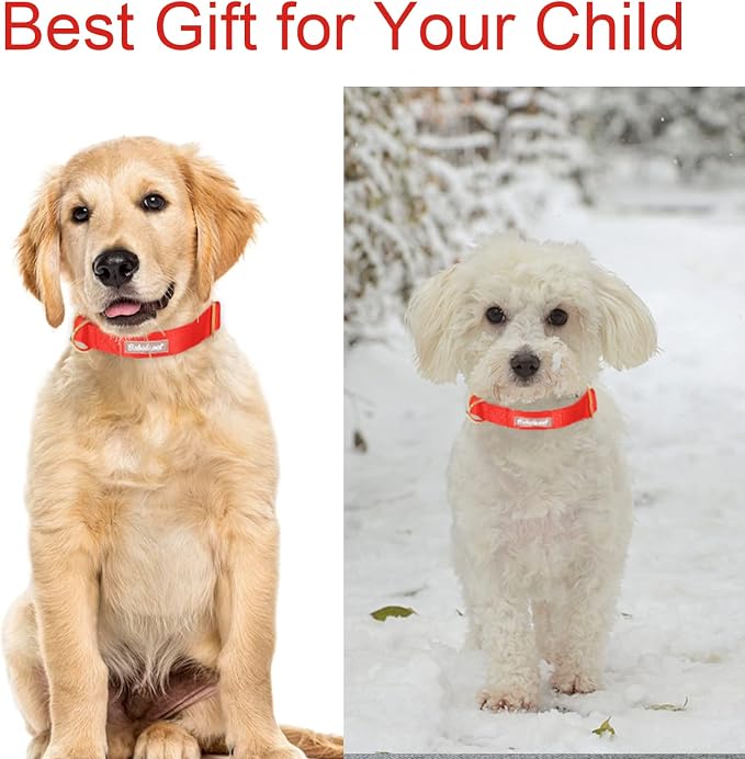 Nylon Dog Collar - Image 3