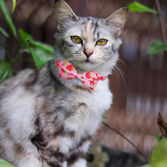 EXPAWLORER Cute Cat Collar Breakaway - Image 6