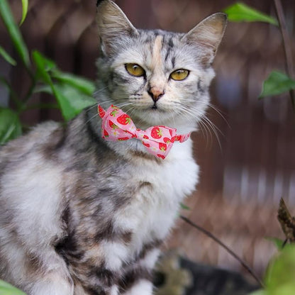 EXPAWLORER Cute Cat Collar Breakaway - Image 6