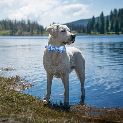 Elegant little tail Dog Collar - Image 6