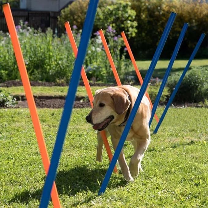PAWISE Dog Agility Training Equipment, 12 Weave Poles - Image 5