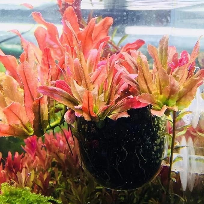 2 PCS Aquarium Plant Holder Top Hanging Fish Tank Plant Pot Aquarium Planter - Image 7