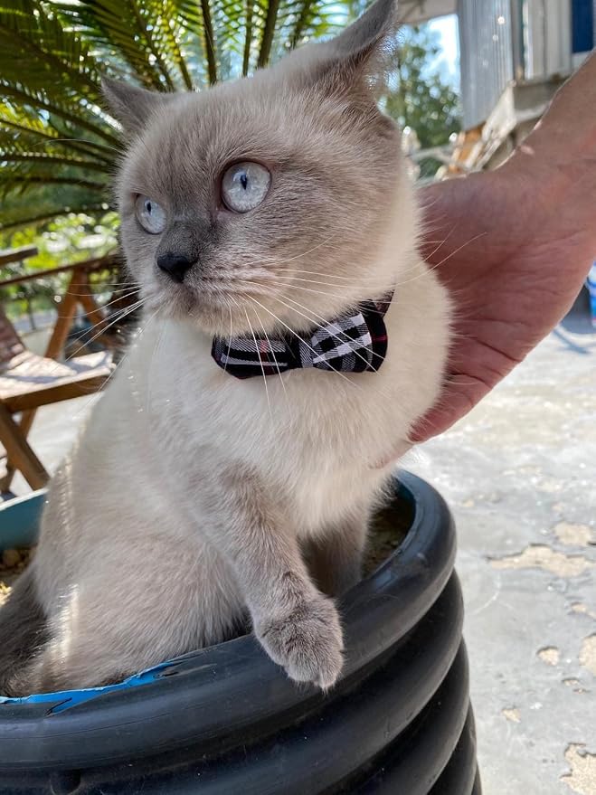 SuperBuddy Cat Collars Breakaway - Image 9