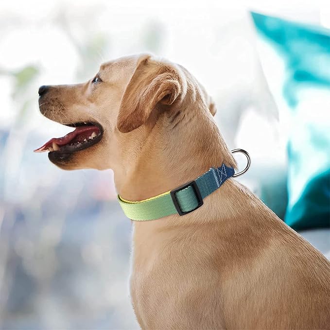 Roses&Poetry Dog Collars for Medium Dogs - Image 7