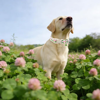 Unique style paws Dog Collar Plastic Buckle - Image 4