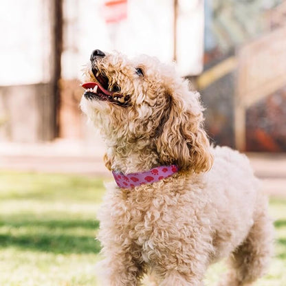 QQPETS Adjustable Soft Dog Collar: Print Flower Pink Multicolor Cute Patterns - Image 5