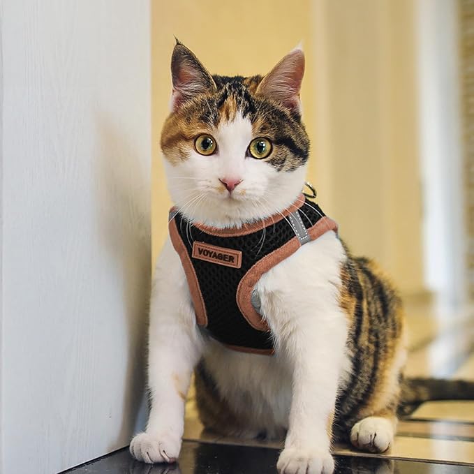 Best Pet Supplies - Image 8