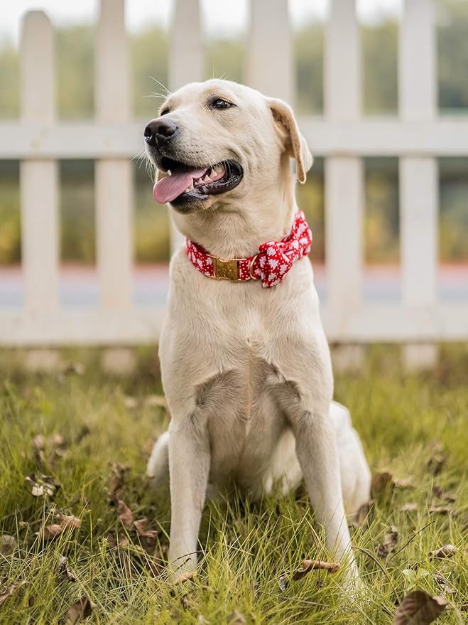 Elegant little tail Dog Collar - Image 5
