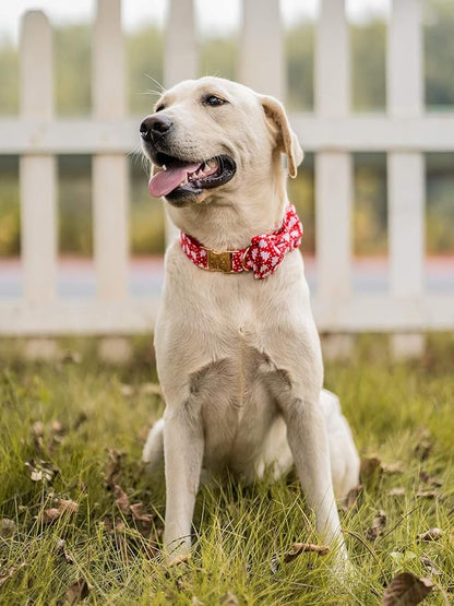 Elegant little tail Dog Collar - Image 5