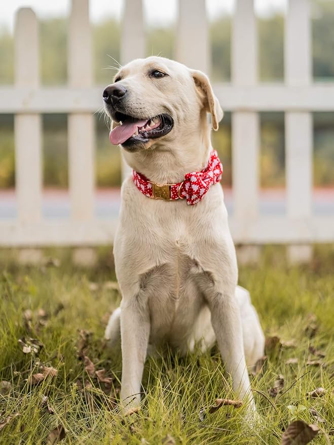Elegant little tail Dog Collar - Image 5