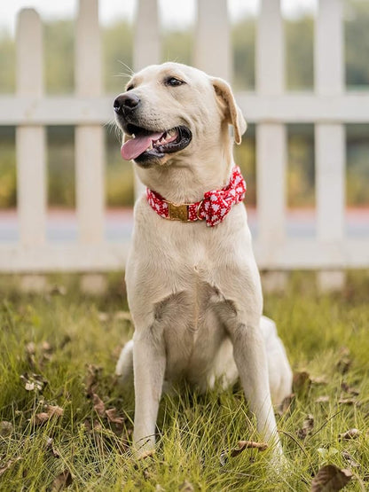 Elegant little tail Dog Collar - Image 5