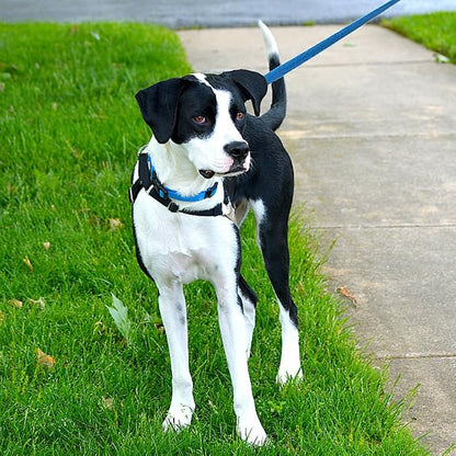 Blue Dog Collar Basic Adjustable Dog Collars - Image 2