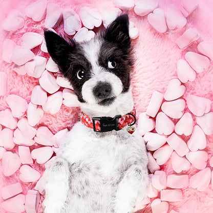 Unique style paws Valentine's Day Dog Collar Plastic Buckle Collar - Image 4