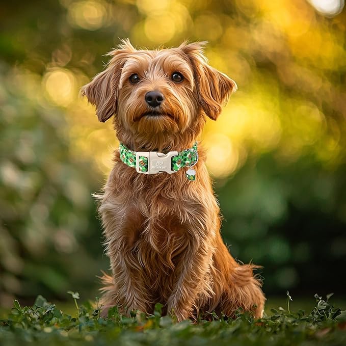 St Patricks Day Dog Collar for Small Dogs - Image 3