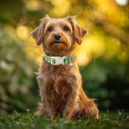 St Patricks Day Dog Collar for Small Dogs - Image 3