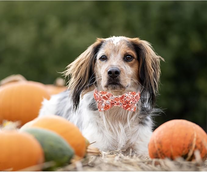 Halloween Dog Collar, Pet Collar Dog Bow Pumpkin Girl Boy Holiday Pet Collar - Image 3