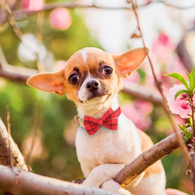 Beirui Cute Extra Small Dog Harness Collar and Leash Set - Image 5