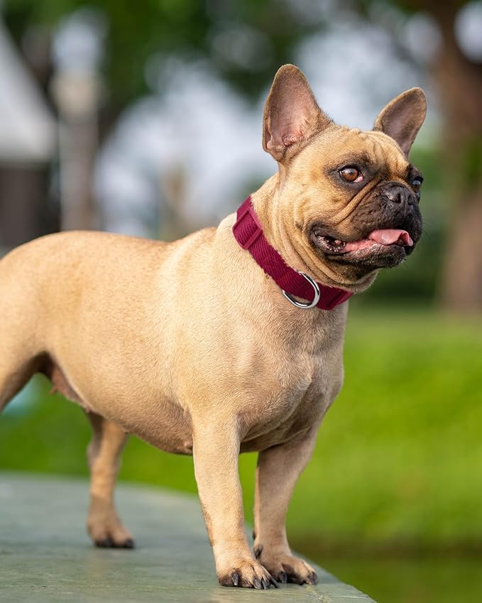 Dynmeow Soft and Breathable Cotton Dog Collar, Durable Adjustable Pet Collar - Image 7