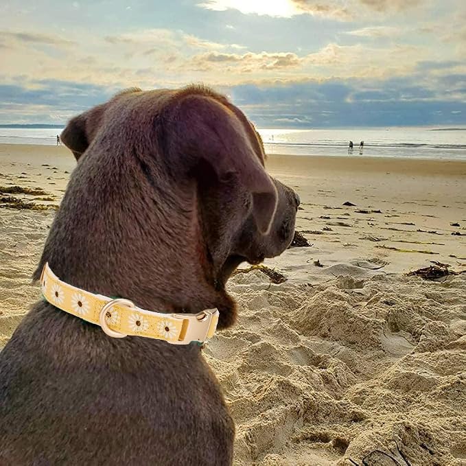 Woven Dog Collar with Metal Buckle Adjustable Jacquard Retro Dog Collars - Image 5