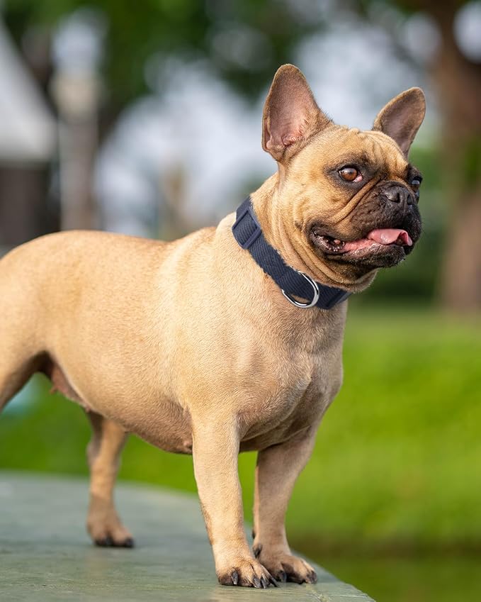 Dynmeow Soft and Breathable Cotton Dog Collar, Durable Adjustable Pet Collar - Image 7