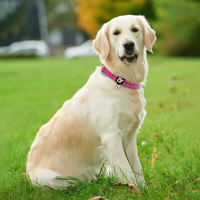 azuza Reflective Dog Collar, Soft Neoprene Padded Pet Collar - Image 5