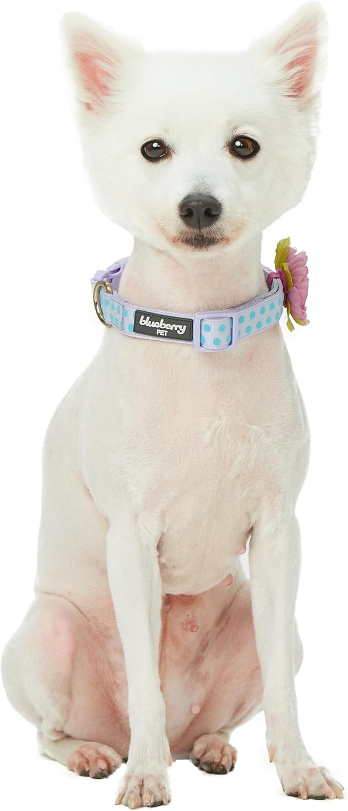 Blueberry Pet Dog Collar - Image 7