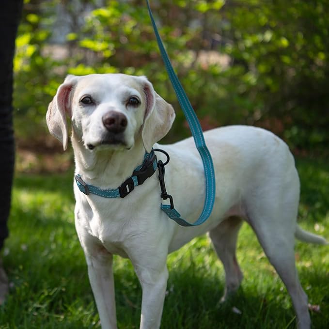Best Pet Supplies Voyager Reflective Dog Leash or Collar - Image 5