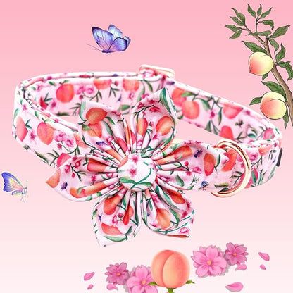 Lionheart glory Dog Collar - Image 3