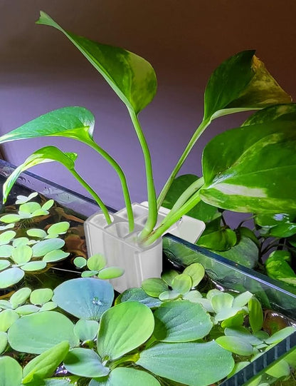 2 Pk Upgraded Aquarium Plant Holder, 3-Hole Hanging Aquarium Plant Holder - Image 2