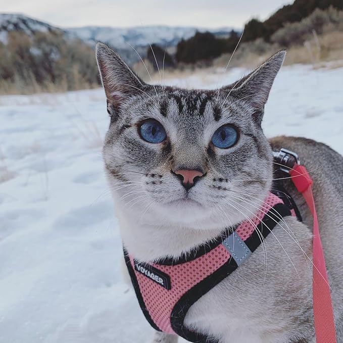 Best Pet Supplies - Image 8