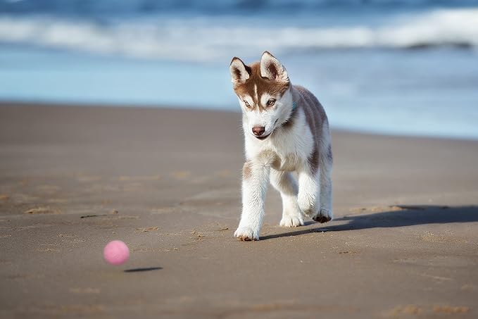 Snug Rubber Dog Balls for Small and Medium Dogs - Image 5
