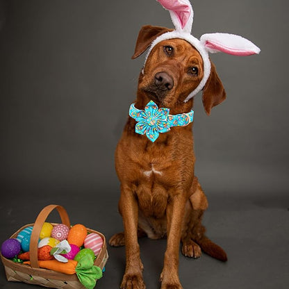Lionheart glory Easter Day Dog Collar - Image 5