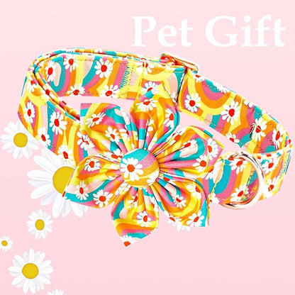 Lionheart glory Dog Collar - Image 3