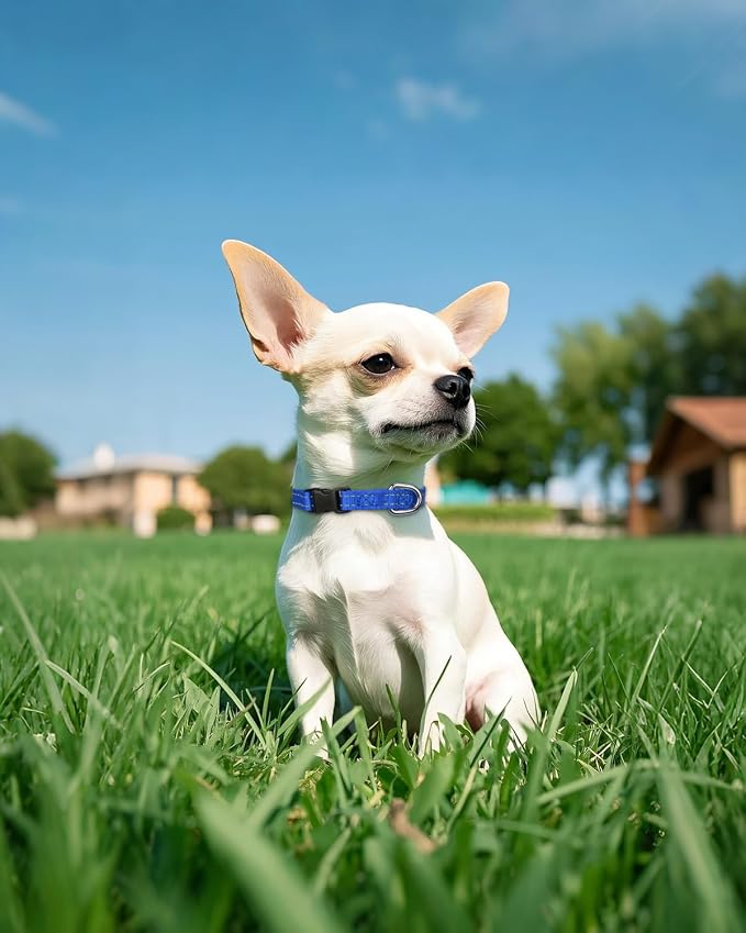 Joytale Small Dog Collar, Reflective and Adjustable Nylon Collar - Image 2