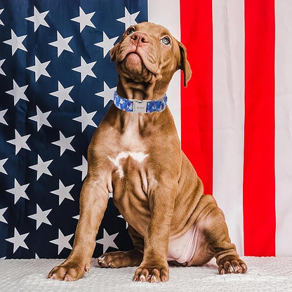 Unique style paws Independence Day Dog Collar Metal Buckle Hat Shark Collar - Image 3
