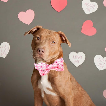 Lionheart Glory Bow Collar for Valentine's Day and Spring - Image 4